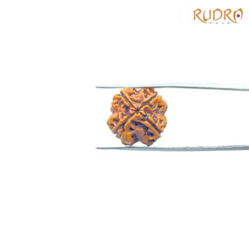4-Mukhi-Rudraksha-Nepal-19.90-Mm-Fp-C.jpg