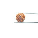 4-Mukhi-Rudraksha-Nepal-19.90-MM-MP.jpg