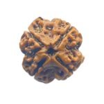 4 Mukhi Rudraksha Nepal - ( 20.00 Mm )