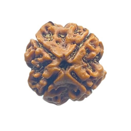 4 Mukhi Rudraksha Nepal - ( 20.00 Mm )