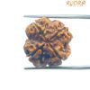 4 Mukhi Rudraksha Nepal - ( 20.00 Mm ) 14 4 Mukhi Rudraksha Nepal - ( 20.00 Mm )