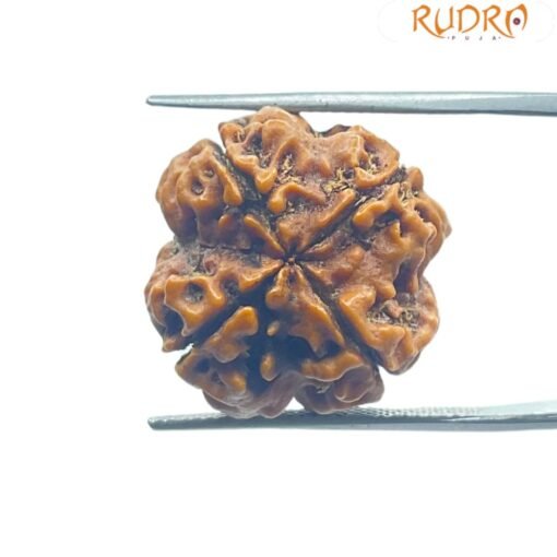 4 Mukhi Rudraksha Nepal - ( 20.00 Mm )