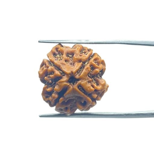 4 Mukhi Rudraksha Nepal - ( 20.00 Mm )