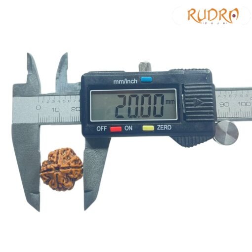 4 Mukhi Rudraksha Nepal - ( 20.00 Mm )