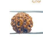 4 Mukhi Rudraksha Nepal - ( 20.00 Mm )