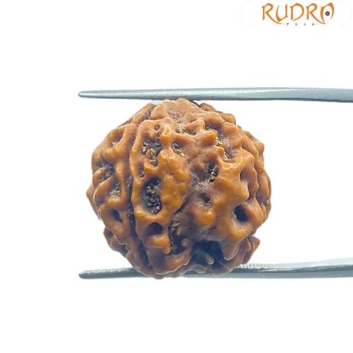 4 Mukhi Rudraksha Nepal - ( 20.00 Mm )