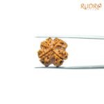 4-Mukhi-Rudraksha-Nepal-20.05-MM-BP-C.jpg