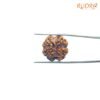 4 Mukhi Rudraksha Nepal - ( 20.10 Mm ) 12 4-Mukhi-Rudraksha-Nepal-20.10-Mm-Bp-C.jpg