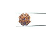 4-Mukhi-Rudraksha-Nepal-20.10-MM-MP-C.jpg