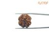 4 Mukhi Rudraksha Nepal - ( 20.10 Mm ) 13 4-Mukhi-Rudraksha-Nepal-20.10-Mm-Rp-C.jpg