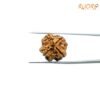 4 Mukhi Rudraksha Nepal - ( 20.15 Mm ) 10 4-Mukhi-Rudraksha-Nepal-20.15-Mm-Bp-C.jpg