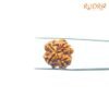 4 Mukhi Rudraksha Nepal - ( 20.15 Mm ) 12 4-Mukhi-Rudraksha-Nepal-20.15-Mm-Lp-C.jpg