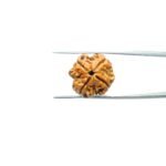 4-Mukhi-Rudraksha-Nepal-20.15-MM-MP-C.jpg