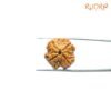 4 Mukhi Rudraksha Nepal - ( 20.15 Mm ) 11 4-Mukhi-Rudraksha-Nepal-20.15-Mm-Rp-C.jpg