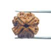 4 Mukhi Rudraksha Nepal - ( 20.20 Mm )