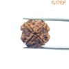 4 Mukhi Rudraksha Nepal - ( 20.20 Mm ) 14 4 Mukhi Rudraksha Nepal - ( 20.20 Mm )