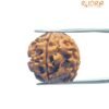 4 Mukhi Rudraksha Nepal - ( 20.20 Mm ) 15 4 Mukhi Rudraksha Nepal - ( 20.20 Mm )