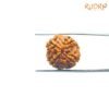 4 Mukhi Rudraksha Nepal - ( 20.30 Mm ) 11 4-Mukhi-Rudraksha-Nepal-20.30-Mm-Rp-C.jpg
