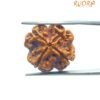 4 Mukhi Rudraksha Nepal - ( 20.55 Mm )
