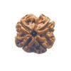 4 Mukhi Rudraksha Nepal - ( 20.55 Mm ) 16 4 Mukhi Rudraksha Nepal - ( 20.55 Mm )