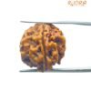 4 Mukhi Rudraksha Nepal - ( 20.55 Mm )