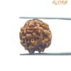 4 Mukhi Rudraksha Nepal - ( 20.55 Mm ) 15 4 Mukhi Rudraksha Nepal - ( 20.55 Mm )