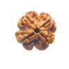 Rudrapuja 4 Mukhi Rudraksha Nepal - ( 20.55 Mm ) Medium
