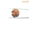4 Mukhi Rudraksha Nepal - ( 20.62 Mm ) 12 4-Mukhi-Rudraksha-Nepal-20.62-Mm-Bp-C.jpg