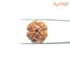 4 Mukhi Rudraksha Nepal - ( 20.62 Mm ) 11 4-Mukhi-Rudraksha-Nepal-20.62-Mm-Fp-C.jpg