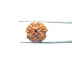 4-Mukhi-Rudraksha-Nepal-20.62-MM-MP-C.jpg