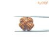 4 Mukhi Rudraksha Nepal - ( 20.62 Mm ) 10 4-Mukhi-Rudraksha-Nepal-20.62-Mm-Rp-C.jpg