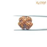 4-Mukhi-Rudraksha-Nepal-20.62-MM-RP-C.jpg