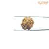 4-Mukhi-Rudraksha-Nepal-20.65-Mm-Bp-C.jpg