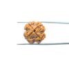 4-Mukhi-Rudraksha-Nepal-20.75-Mm-Mp-C.jpg