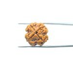 4-Mukhi-Rudraksha-Nepal-20.75-MM-MP-C.jpg