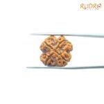 4-Mukhi-Rudraksha-Nepal-20.75-MM-SP-C.jpg