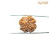 4 Mukhi Rudraksha Nepal - ( 20.80 Mm ) 10 4-Mukhi-Rudraksha-Nepal-20.80-Mm-Fp-C.jpg