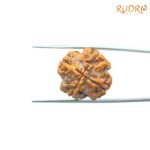 4-Mukhi-Rudraksha-Nepal-20.80-MM-FP-C.jpg