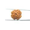 4-Mukhi-Rudraksha-Nepal-20.80-Mm-Mp-C.jpg