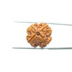 4-Mukhi-Rudraksha-Nepal-20.80-MM-MP-C.jpg