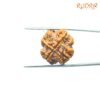 4 Mukhi Rudraksha Nepal - ( 20.80 Mm ) 12 4-Mukhi-Rudraksha-Nepal-20.80-Mm-Rp-C.jpg