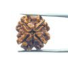 4 Mukhi Rudraksha Nepal - ( 21.00 Mm ) 13 4 Mukhi Rudraksha Nepal - ( 21.00 Mm )