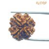 4 Mukhi Rudraksha Nepal - ( 21.00 Mm ) 14 4 Mukhi Rudraksha Nepal - ( 21.00 Mm )
