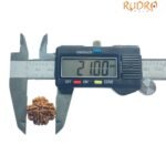 4 Mukhi Rudraksha Nepal - ( 21.00 Mm ) 10 4 Mukhi Rudraksha Nepal - ( 21.00 Mm )