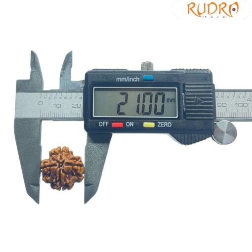 4 Mukhi Rudraksha Nepal - ( 21.00 MM )