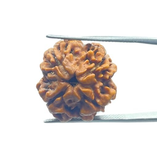 4 Mukhi Rudraksha Nepal - ( 21.05 Mm )
