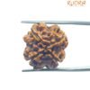 4 Mukhi Rudraksha Nepal - ( 21.05 Mm ) 14 4 Mukhi Rudraksha Nepal - ( 21.05 Mm )