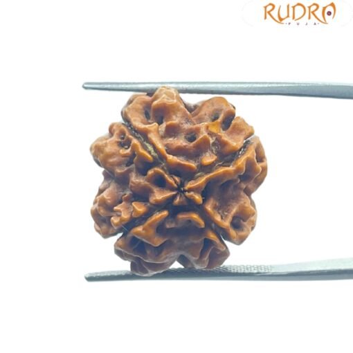 4 Mukhi Rudraksha Nepal - ( 21.05 Mm )