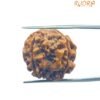 4 Mukhi Rudraksha Nepal - ( 21.05 Mm ) 15 4 Mukhi Rudraksha Nepal - ( 21.05 Mm )