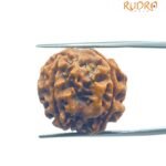 4 Mukhi Rudraksha Nepal - ( 21.05 Mm )